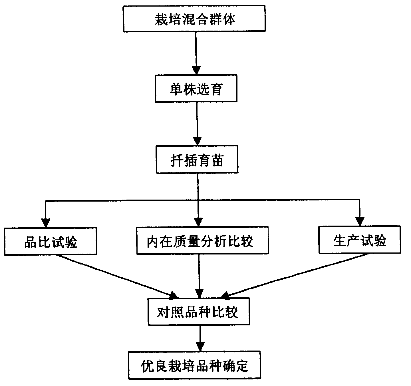 药用白菊花红心白菊品种的选育方法