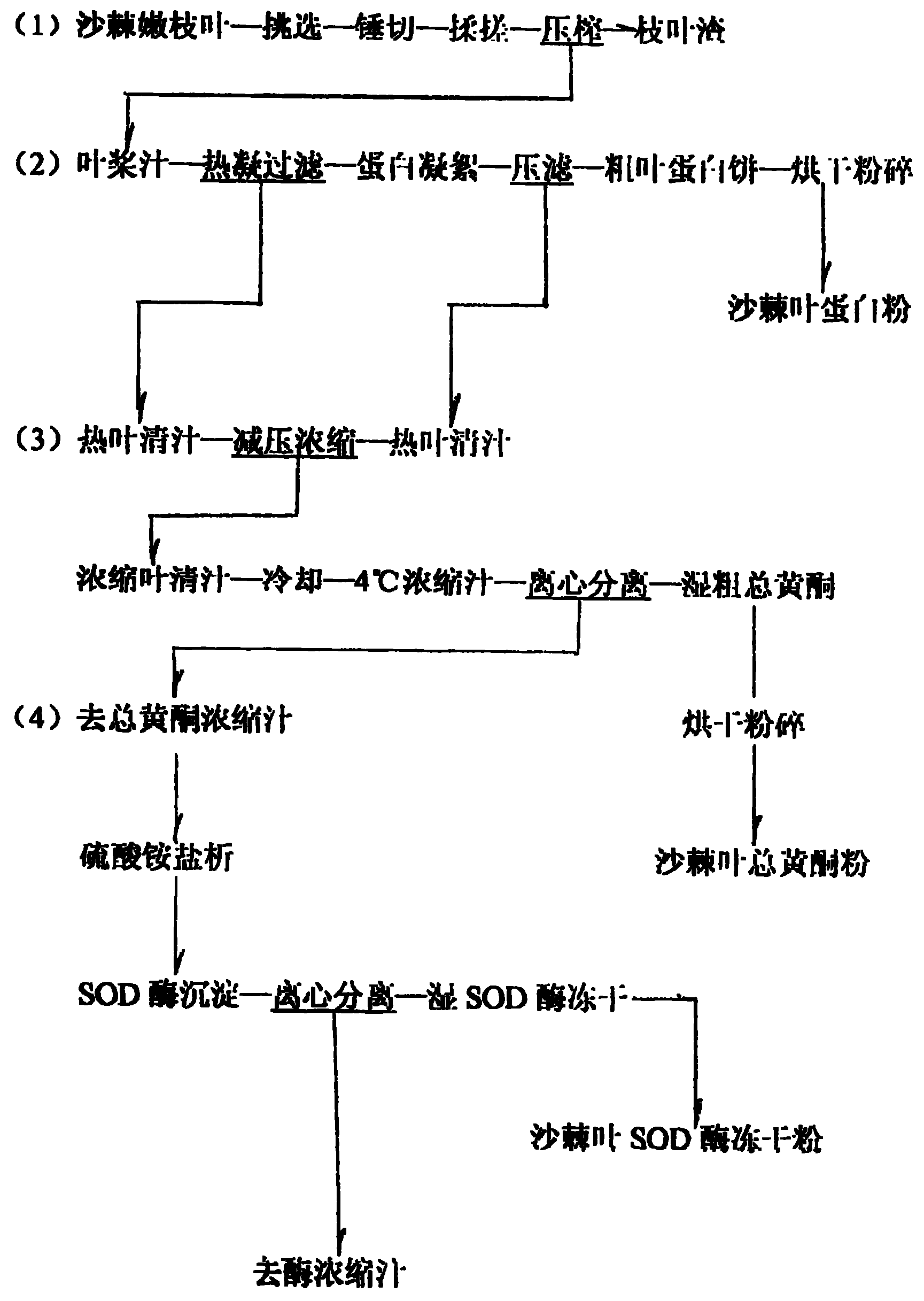 从沙棘鲜嫩枝叶提取蛋白质总黄酮和超氧化物歧化酶的方法