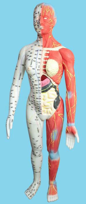 人体经络穴位模型(女2)