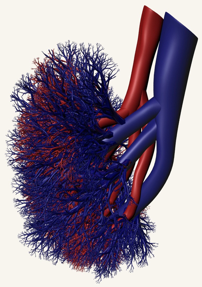 肾毛细血管袢图片