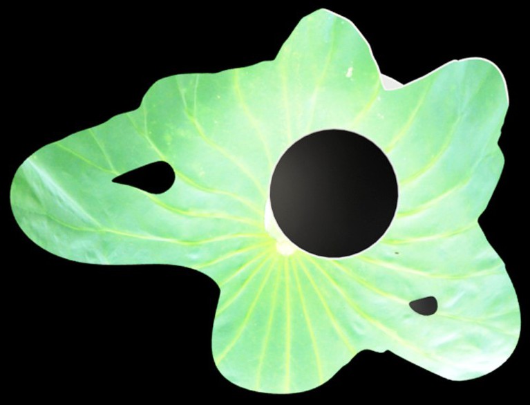 本外观设计产品的名称:笔筒(荷叶).2.