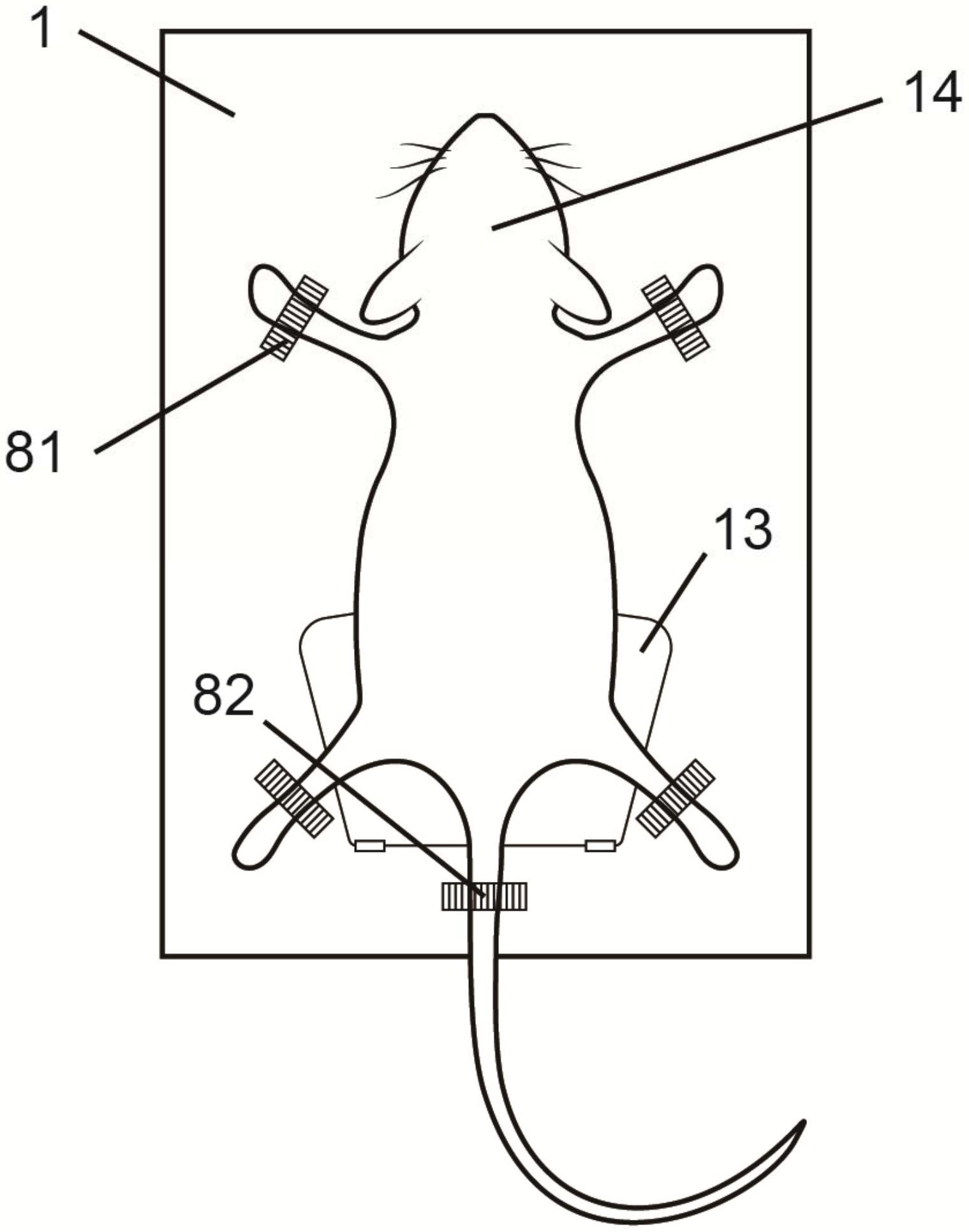 小鼠手术及光学成像实验装置