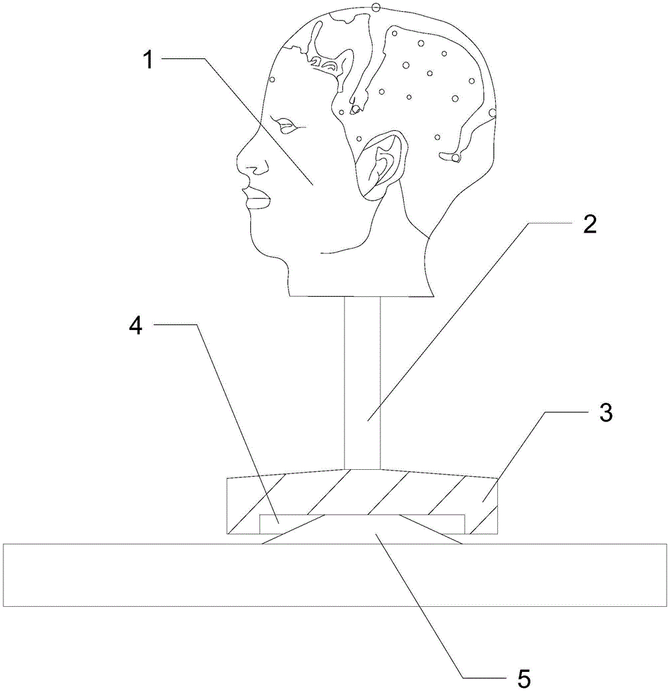 一种方氏头针中医教学用的人体穴位模型