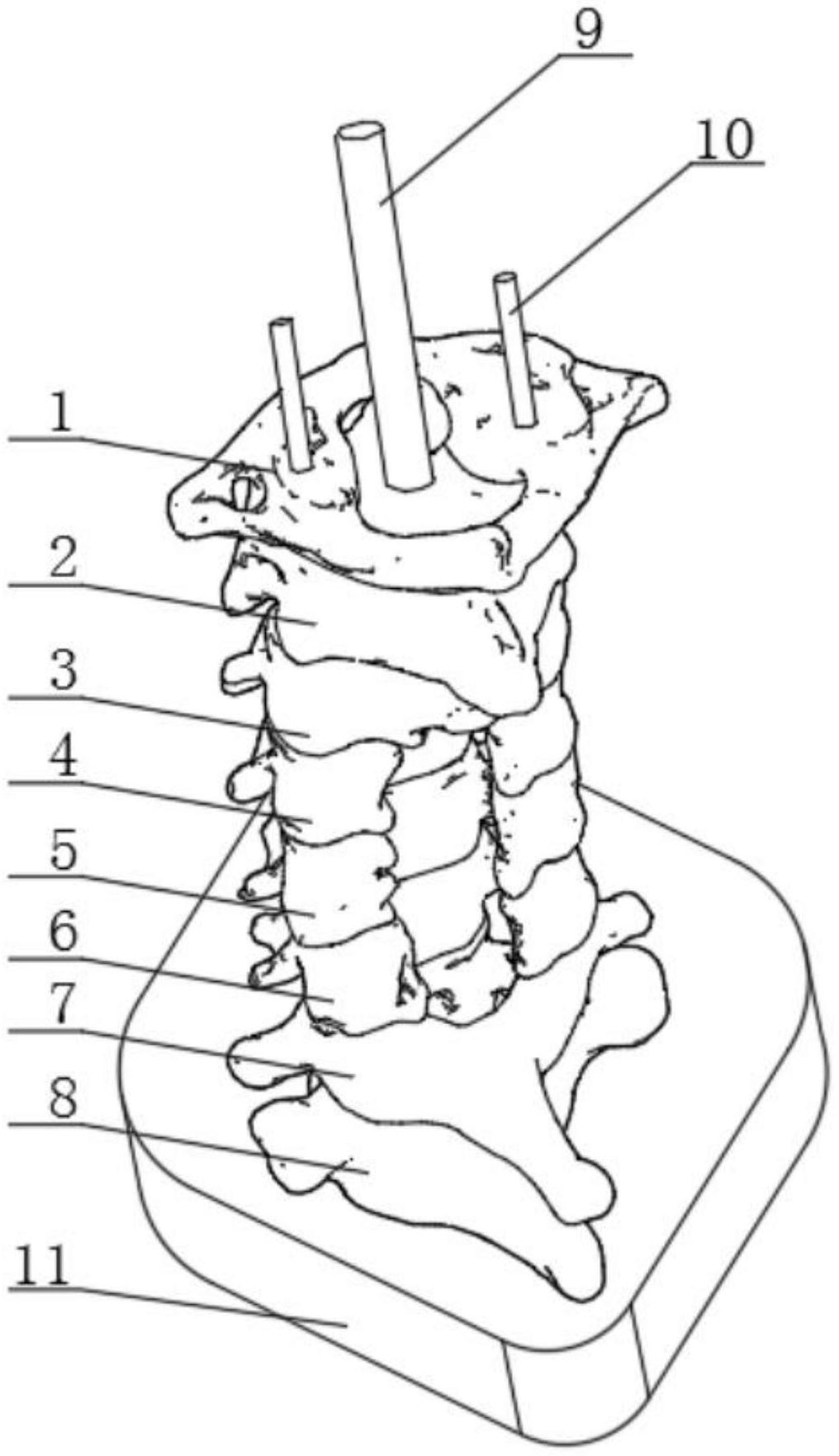 颈椎结构图手绘图片