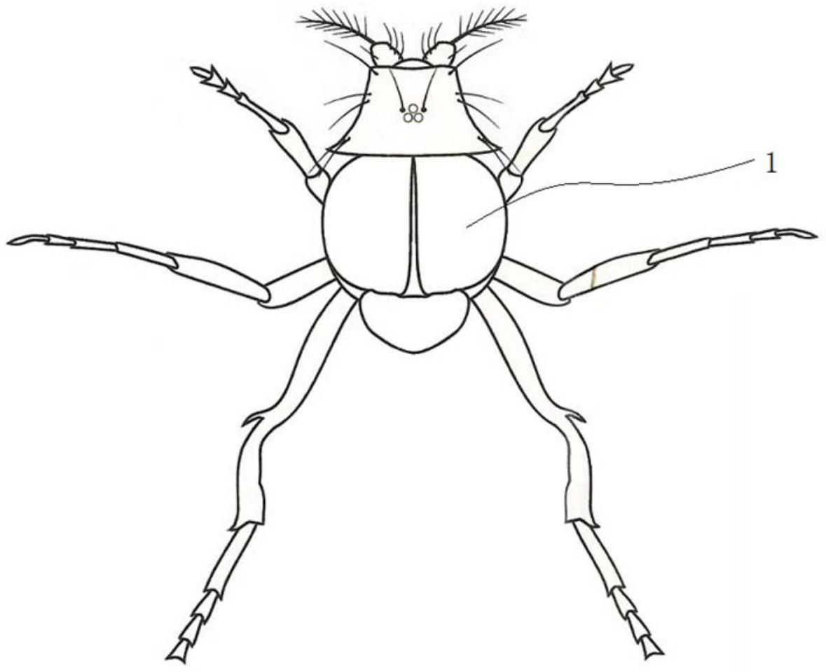 雌雄果蝇腹面手绘图图片