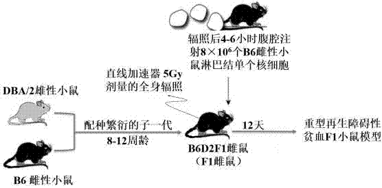 一種建立小鼠重型再生障礙性貧血模型的方法