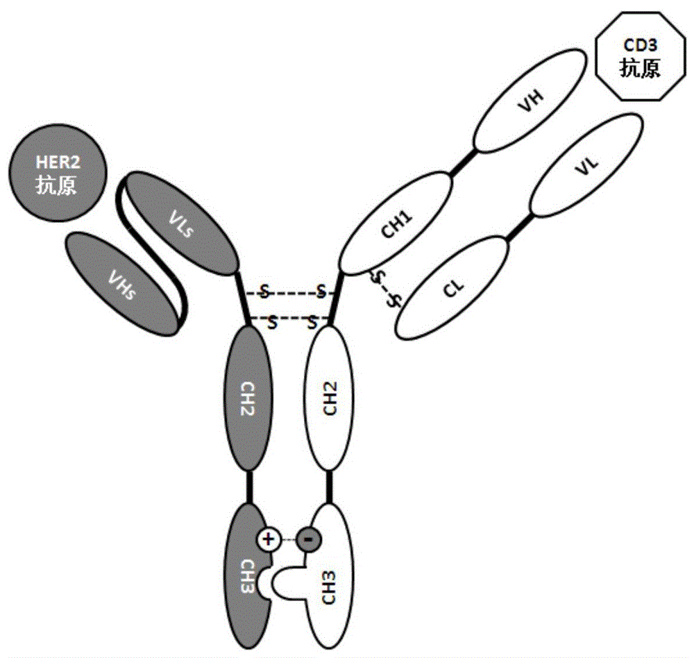 抗体结构示意图手绘图片