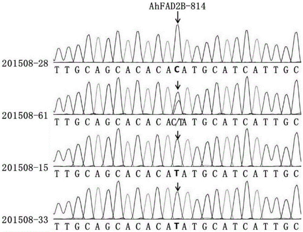 高通量检测ahfad2b基因突变位点的kasp标记分型引物组及其应用