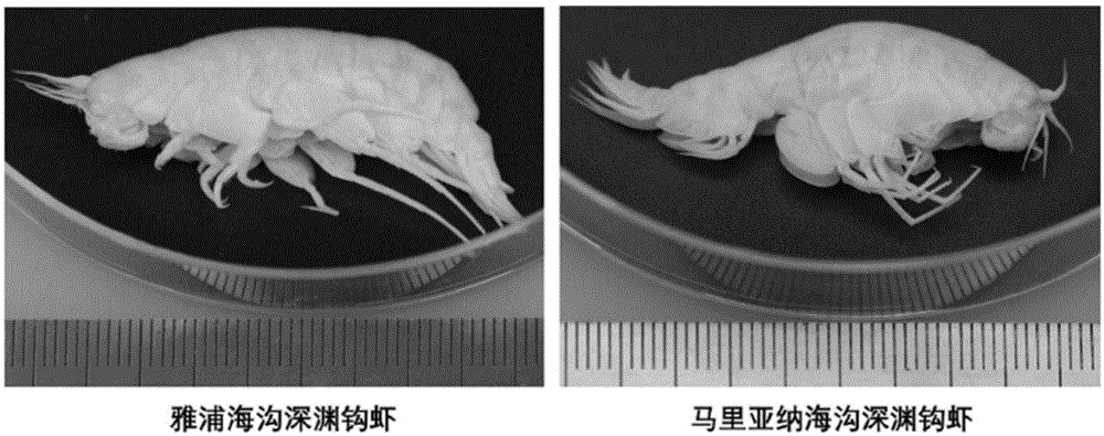 化学难度深渊图图片