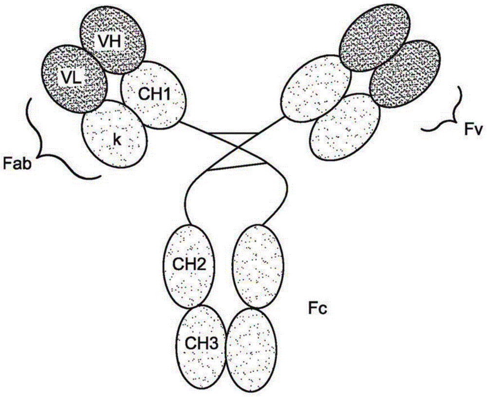 抗体结构示意图手绘图片