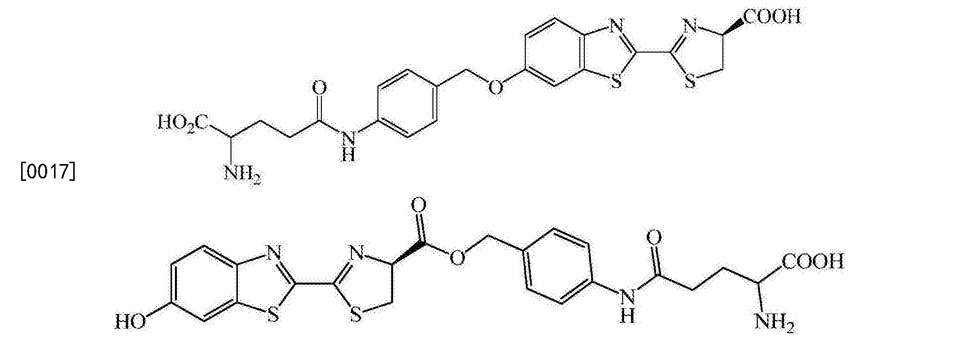 γ谷氨酰转肽酶生物探针及其制备方法和应用