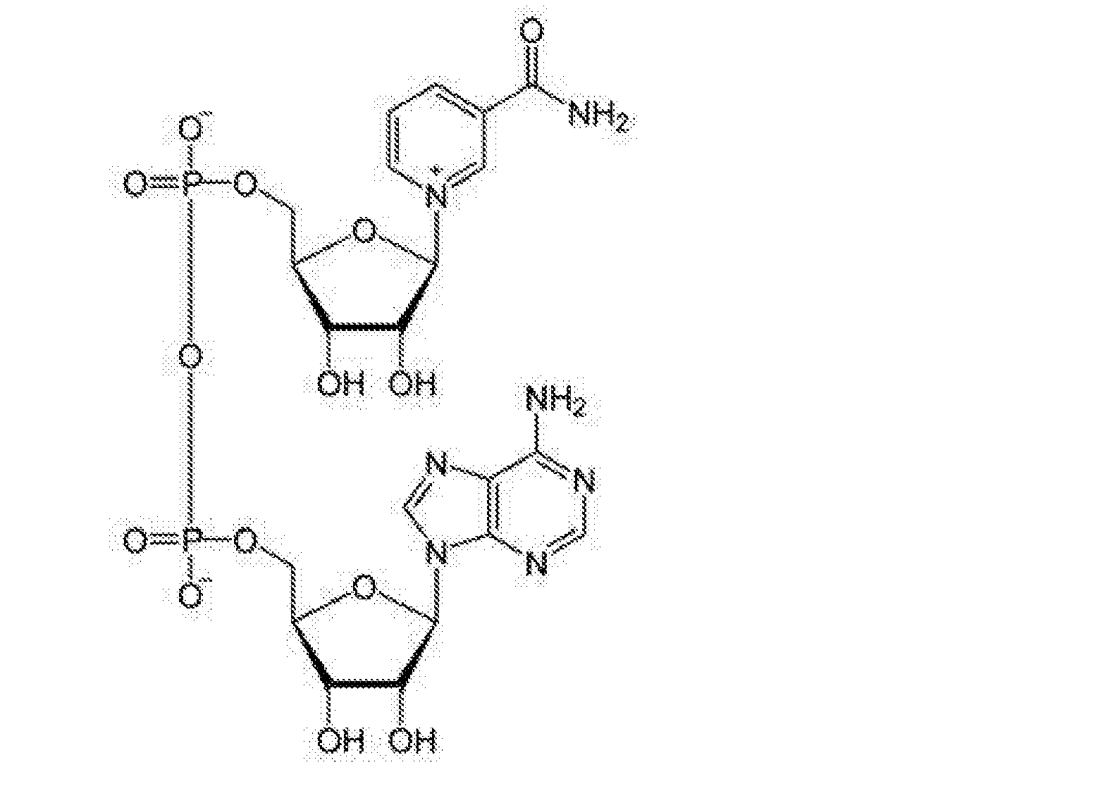 烟酰胺腺嘌呤二核苷酸在制备防治皮肤辐射损伤药物中的应用