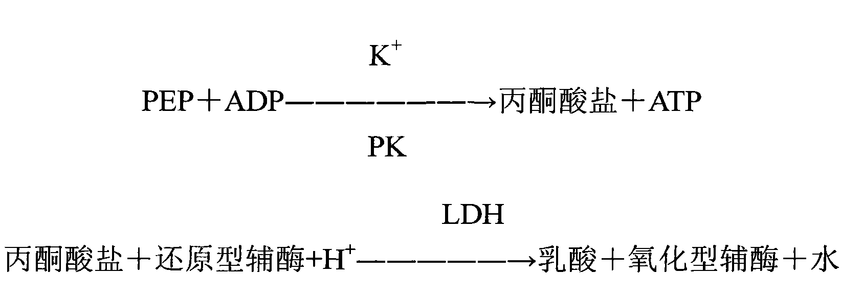 测定的样品与含有烯醇式丙酮酸(pep),腺苷二磷酸(adp),丙酮酸激酶(pk)